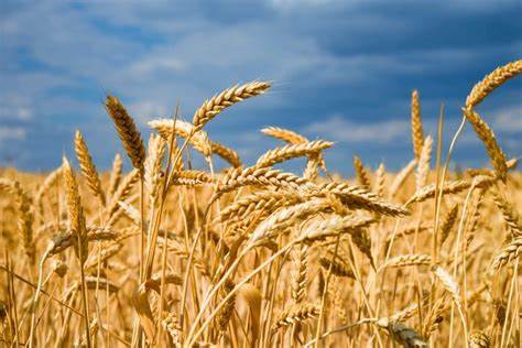 Wheat farming